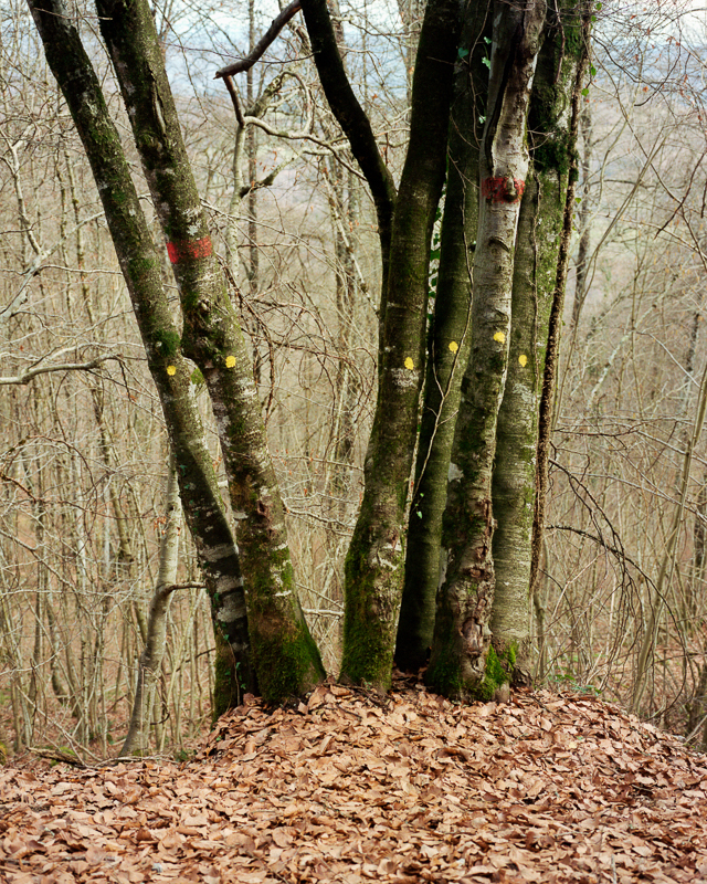 Bruissements des sentes