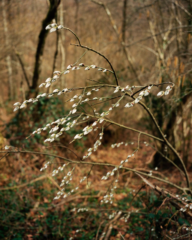 Bruissements des sentes